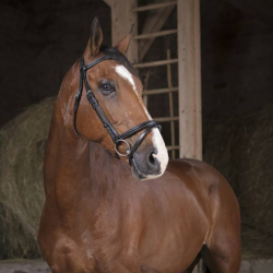 NORTON Pro Bridon Fin