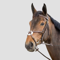 HFI Bridon Mexicaine